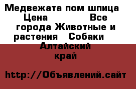 Медвежата пом шпица › Цена ­ 40 000 - Все города Животные и растения » Собаки   . Алтайский край